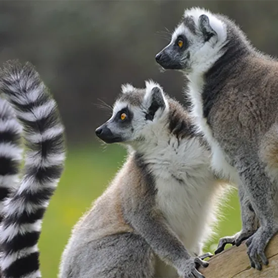 Parco Natura Viva offerte